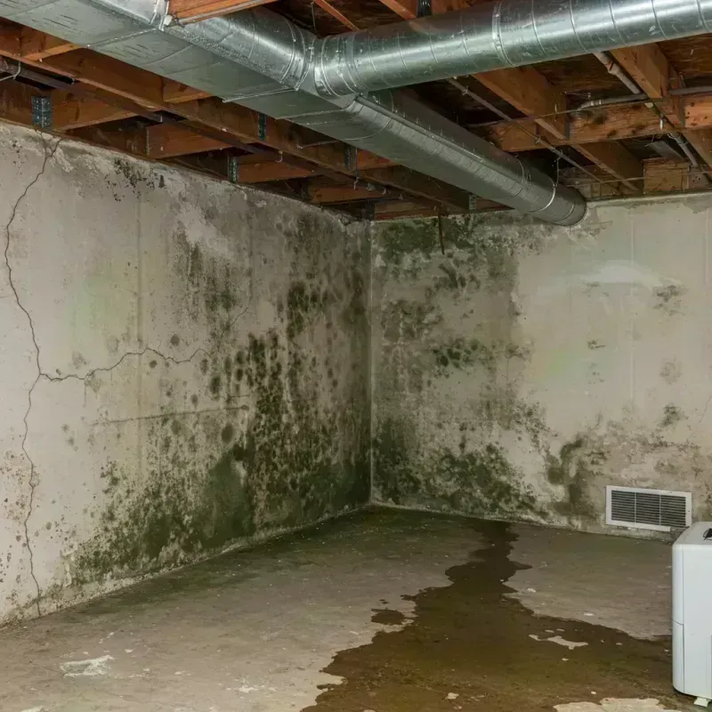 Professional Mold Removal in Hoschton, GA